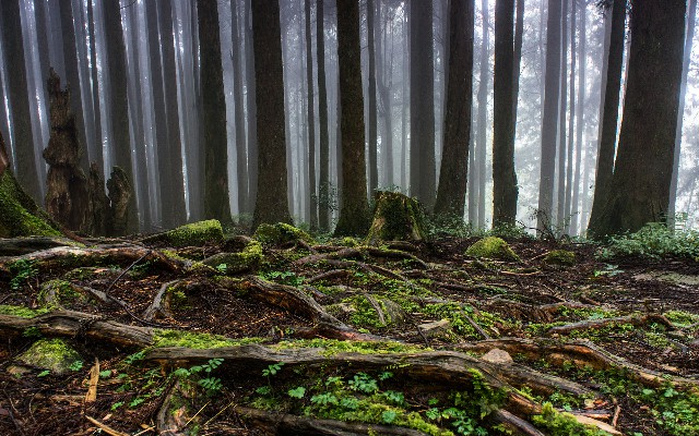 拼多多补单软件