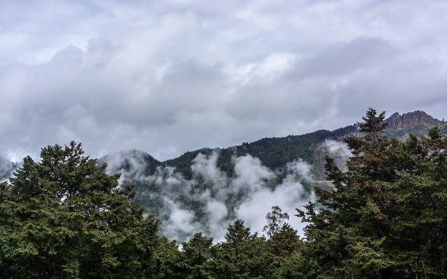 拼多多补单软件