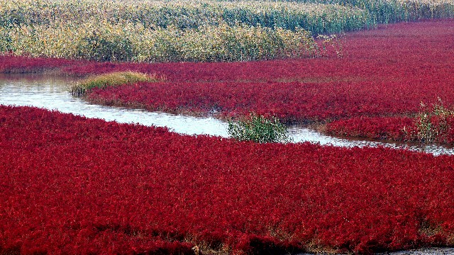 拼多多补单软件