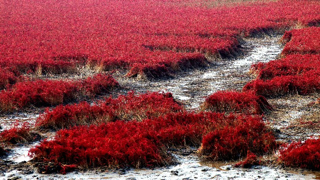 拼多多补单软件