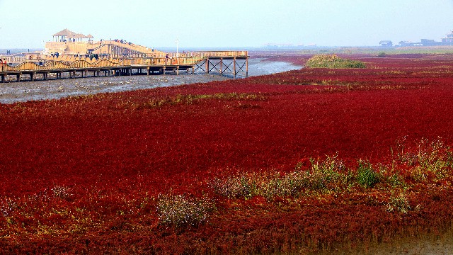 拼多多补单软件