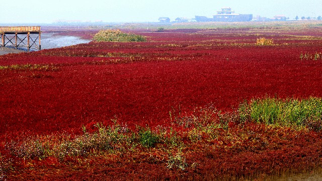拼多多补单软件