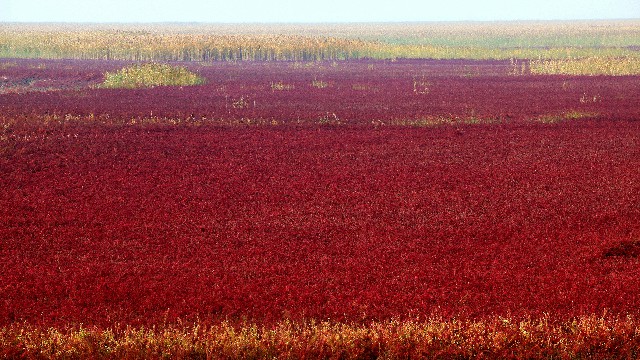 拼多多补单软件