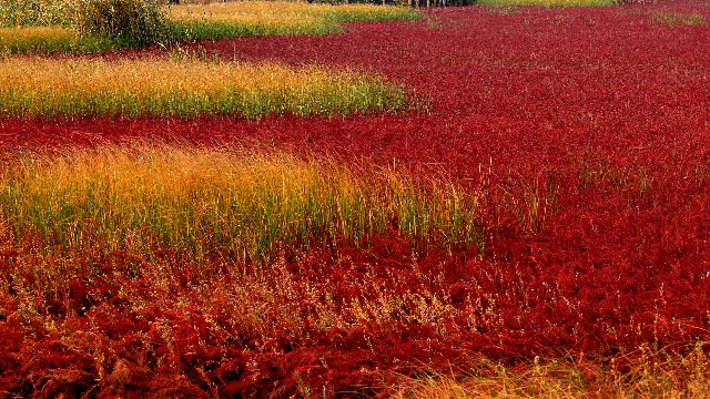 拼多多补单软件