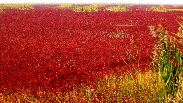 拼多多补单软件