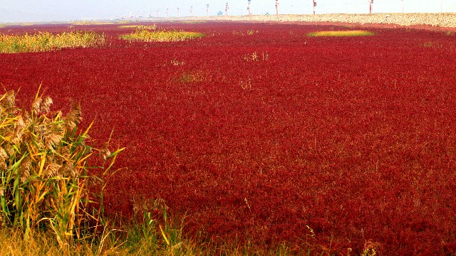 拼多多补单软件