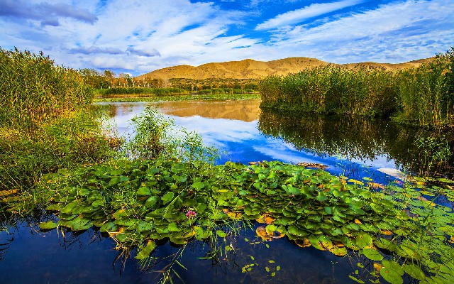 拼多多补单软件