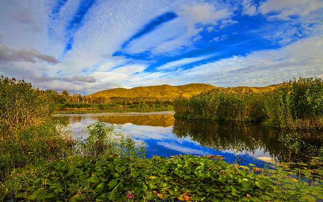 拼多多补单软件