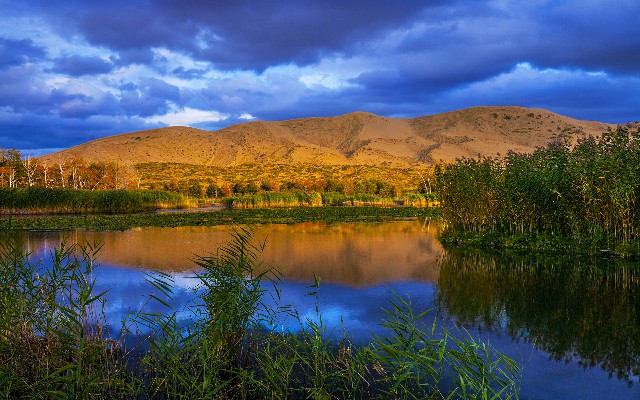 拼多多补单软件