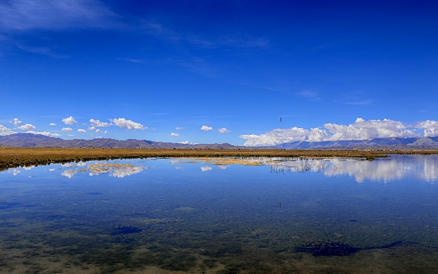 拼多多补单软件