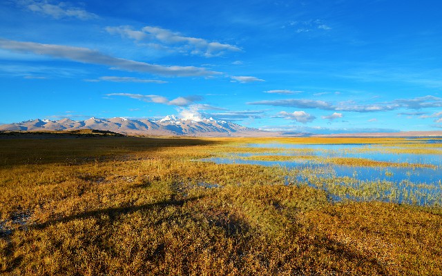 拼多多补单软件