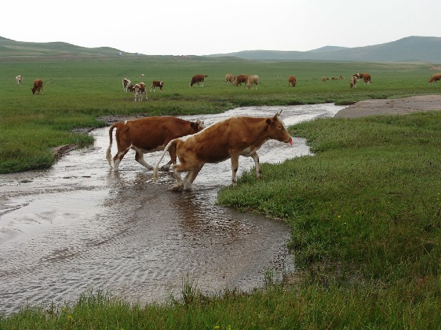 拼多多补单软件