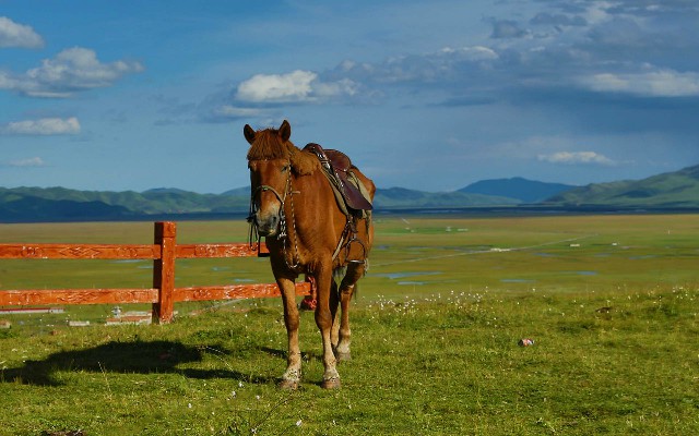拼多多补单软件