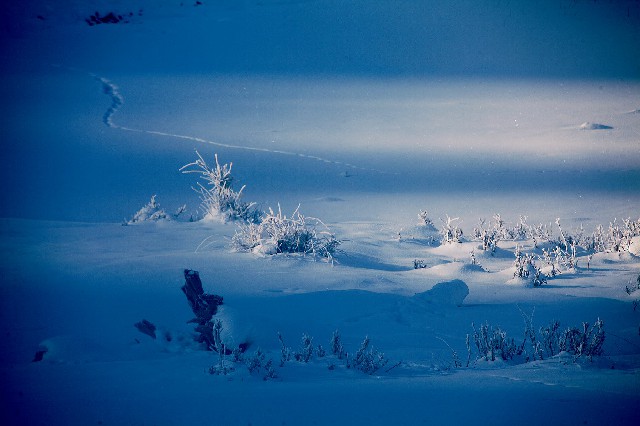 拼多多补单软件