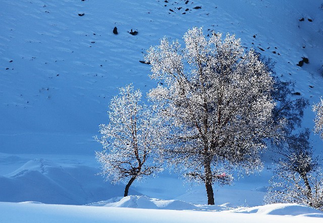 拼多多补单软件