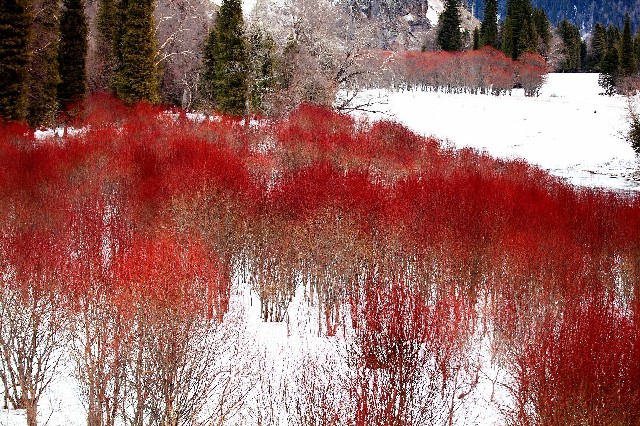 拼多多补单软件