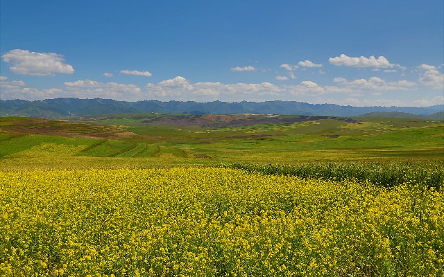 拼多多补单软件