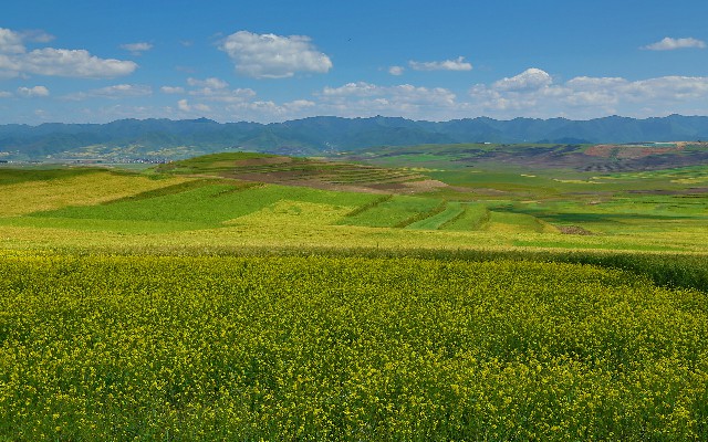 拼多多补单软件