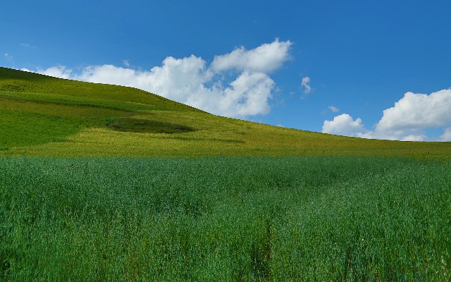 拼多多补单软件