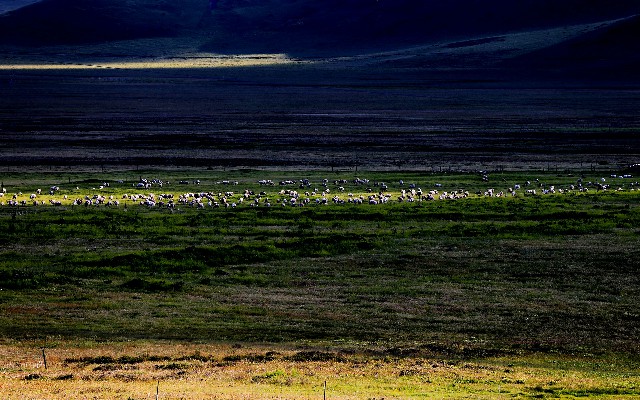 拼多多补单软件