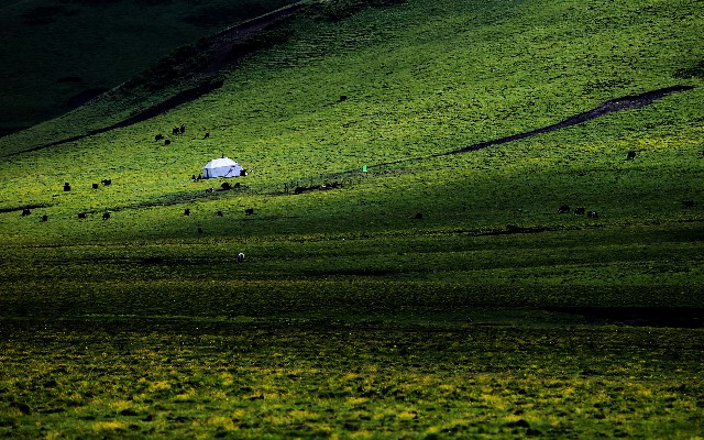 拼多多补单软件