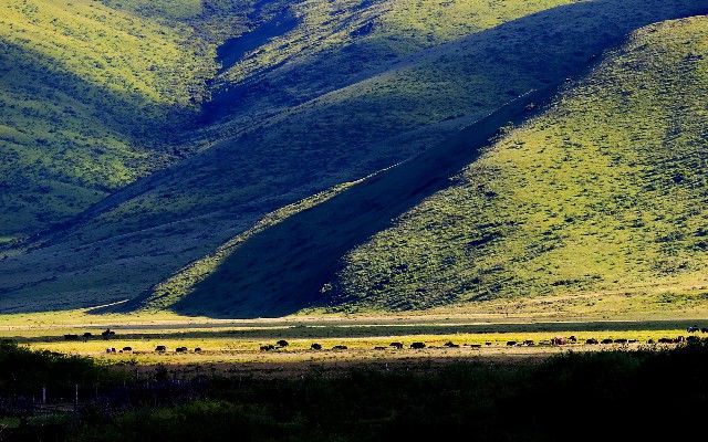 拼多多补单软件