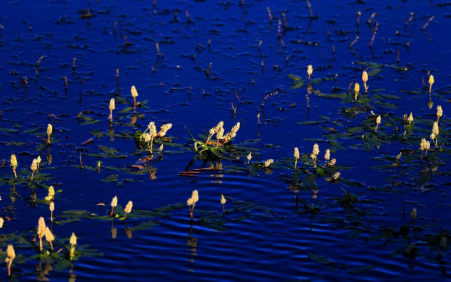拼多多补单软件