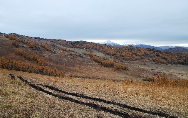 拼多多补单软件