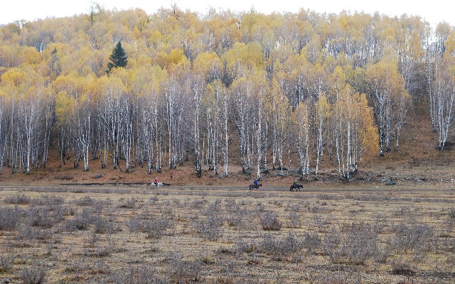 拼多多补单软件