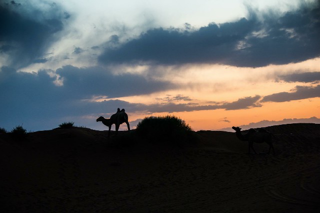 拼多多补单软件