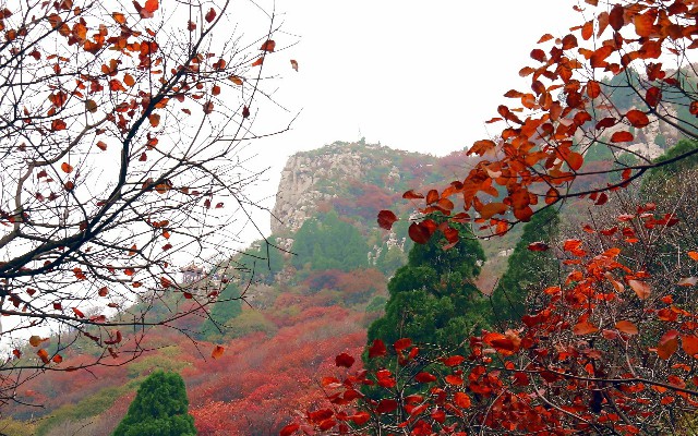 拼多多补单软件