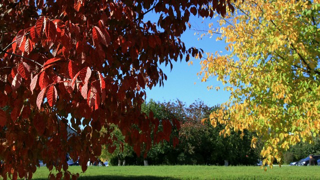 拼多多补单软件