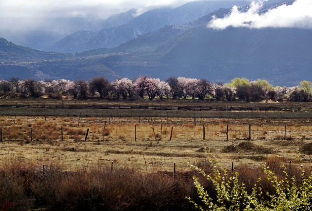 拼多多补单软件