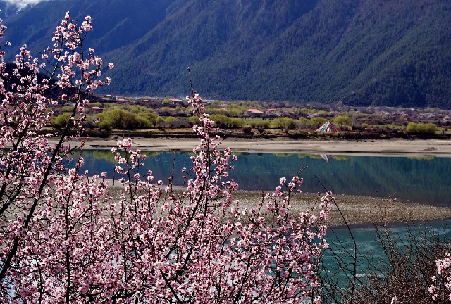 拼多多补单软件