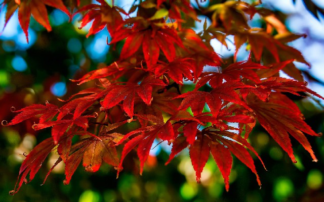 拼多多补单软件