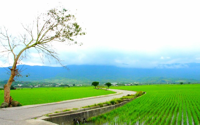 拼多多补单软件