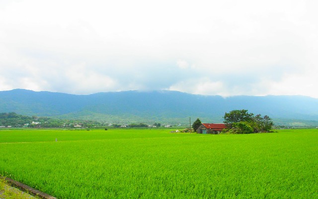 拼多多补单软件