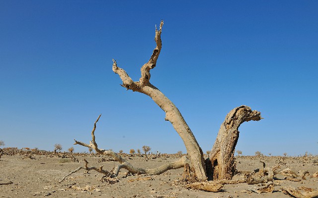 拼多多补单软件