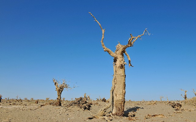 拼多多补单软件