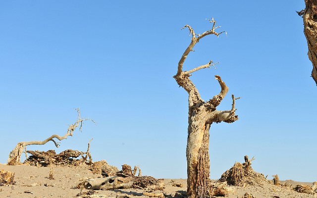 拼多多补单软件