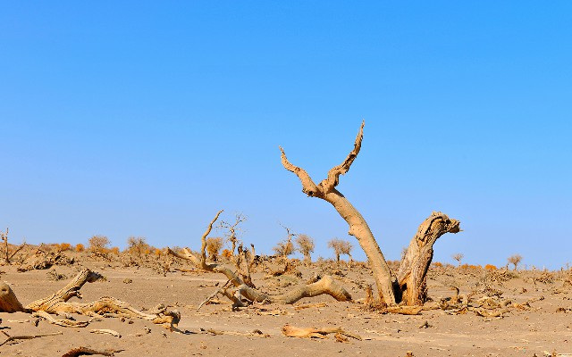 拼多多补单软件