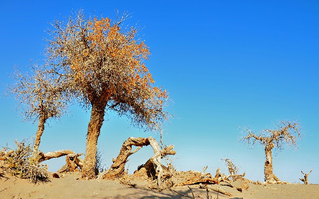 拼多多补单软件