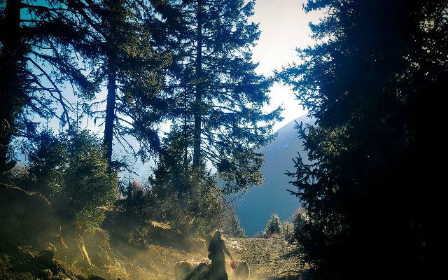 拼多多补单软件