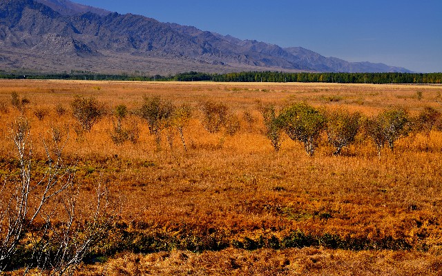 拼多多补单软件