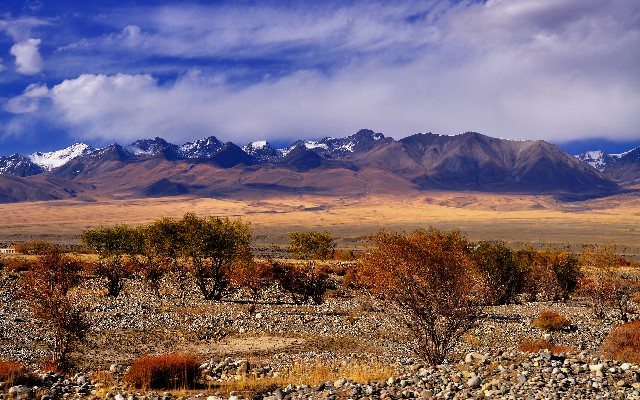 拼多多补单软件