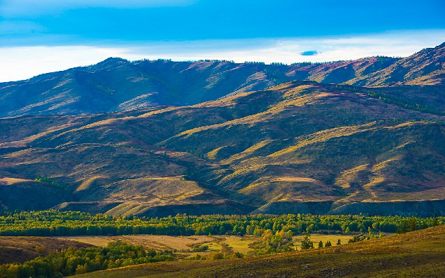 拼多多补单软件