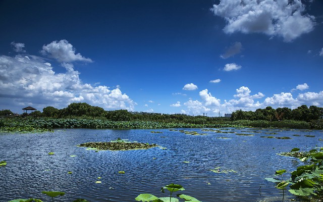 拼多多补单软件