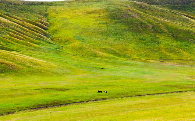 拼多多补单软件