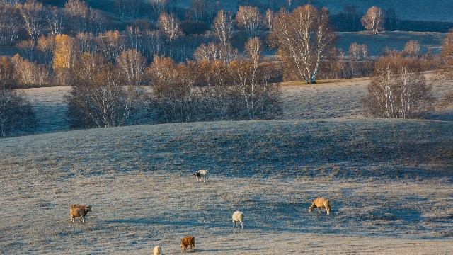 拼多多补单软件