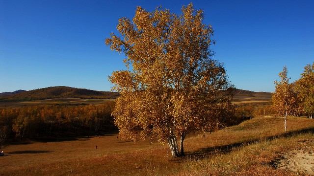 拼多多补单软件
